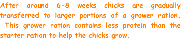 After around 6-8 weeks chicks are gradually transferred to larger portions of a grower ration. &nbsp;This grower ration contains less protein than the starter ration to help the chicks grow.